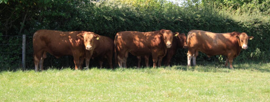 bulls under hedge